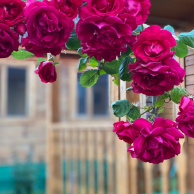 Image00016